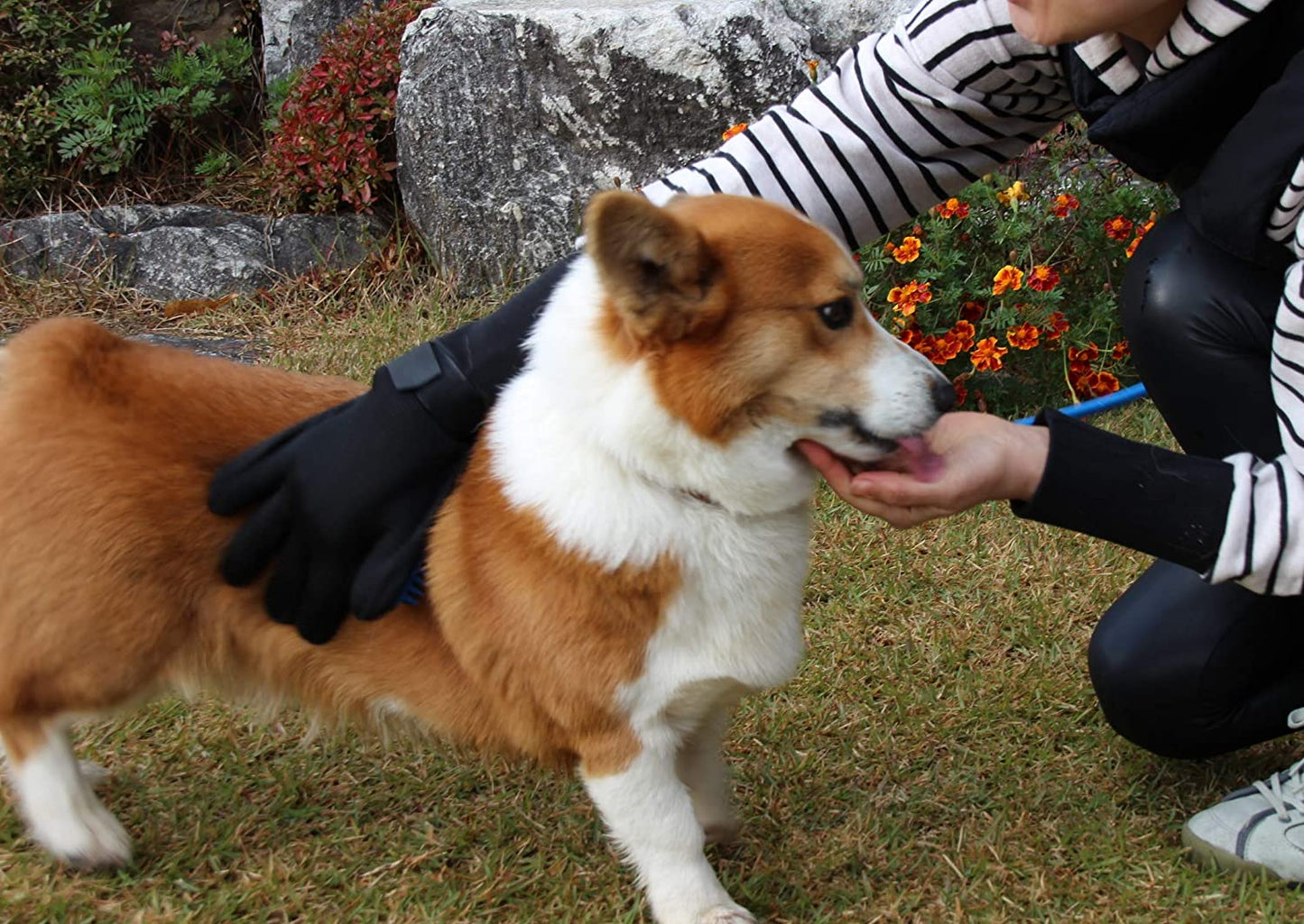 Dog Shower Glove